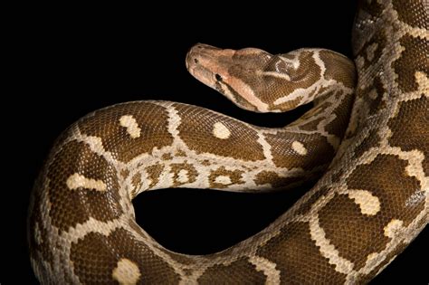 Image result for Indian Rock Python