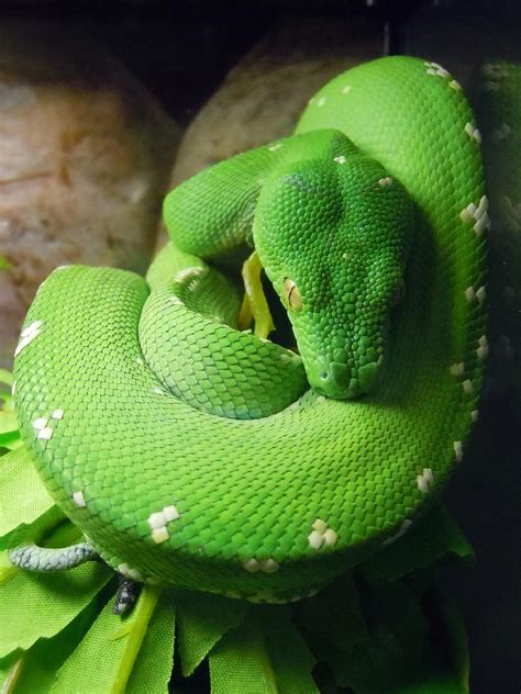 Image result for Green Tree Python Aru