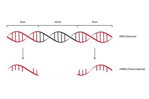 Transcriptome RNA-Seq-साठीचा प्रतिमा निकाल