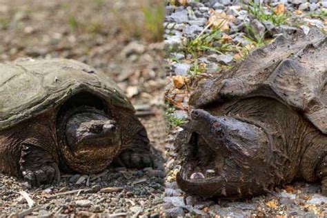 Image result for Alligator Snapping Turtle vs Common Snapping