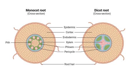 Image result for Monocot Root Tissue