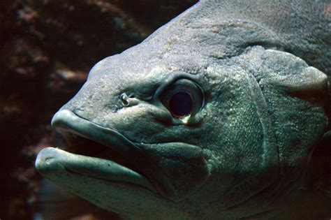 Perch Fish に対する画像結果