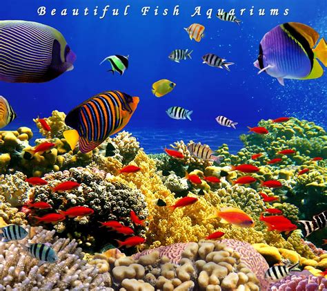 Image result for Screensaver Live Fish Aq