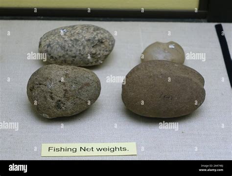 Image result for How to Download Image Net Weights