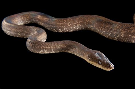 Toradh íomhá ar Columbus Zoo Python