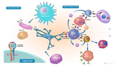 Afbeeldingsresultaten voor Adaptive Immunity Flow Chart