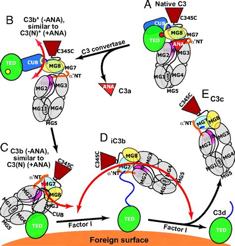 Afbeeldingsresultaten voor Complement Protein C3