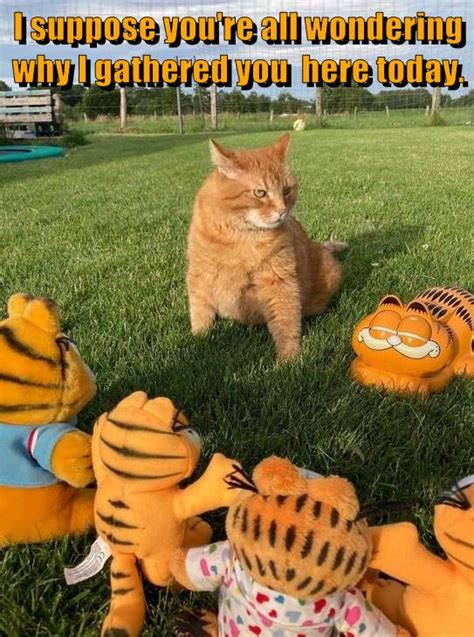 Image result for Cat Brain Processing Meme