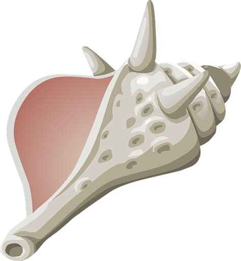 Image result for Conch Shell Vector