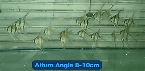 Altum Angelfish に対する画像結果