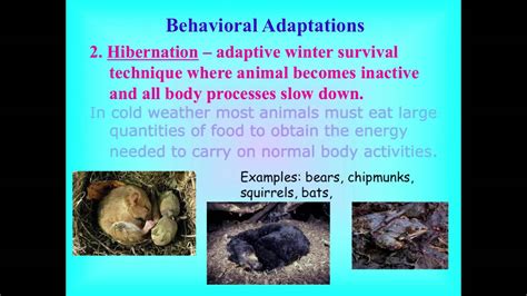 Image result for Behavioral Adaptation Examples