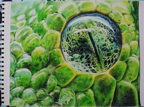 Python Eye に対する画像結果