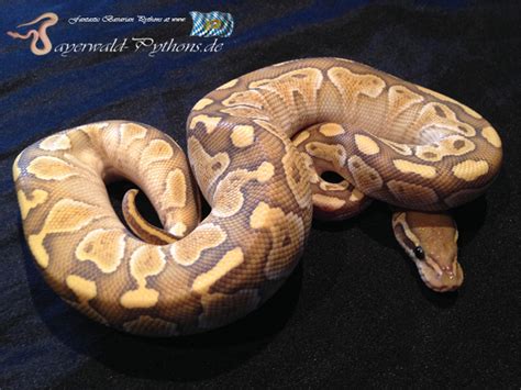 Special Lesser Ball Python に対する画像結果