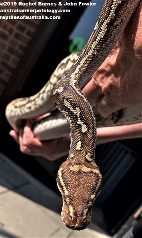 Image result for Anchieas Dwarf Python