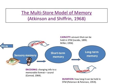 Image result for Multi-Store Memory Model Diagram