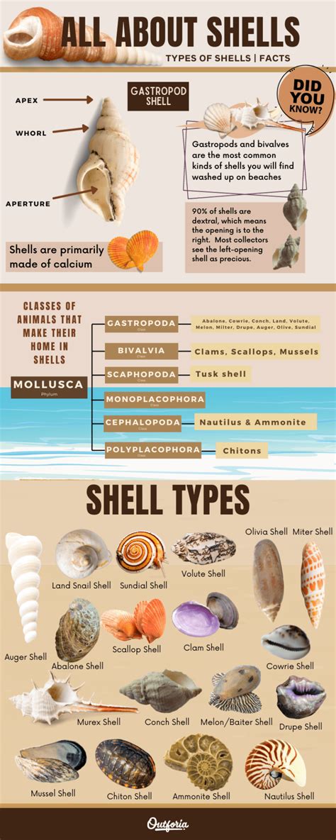 Image result for Type of Sea Shell