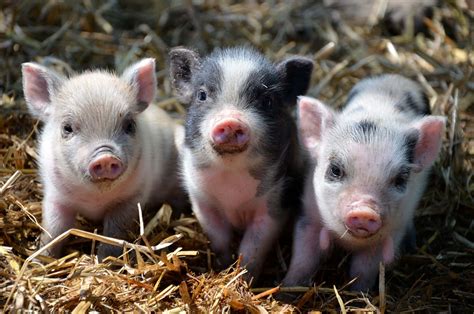 Afbeeldingsresultaten voor Pig Icon Transparent Background