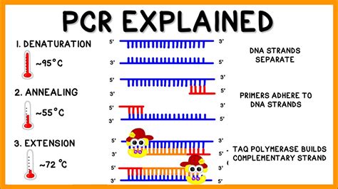 Afbeeldingsresultaten voor PCR Method