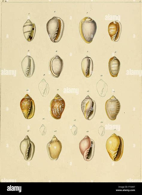 Image result for Patterns in Shells