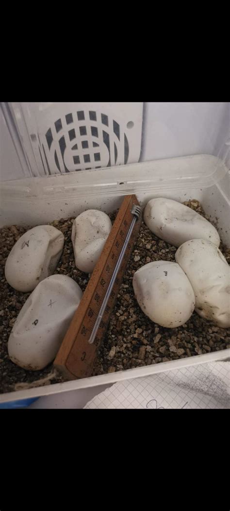 Image result for Python Eier