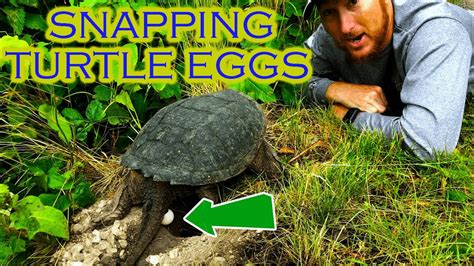 Afbeeldingsresultaten voor snapping turtle eggs