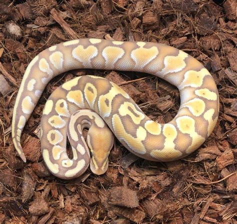 تصویر کا نتیجہ برائے Adult Banana Lesser Ball Python