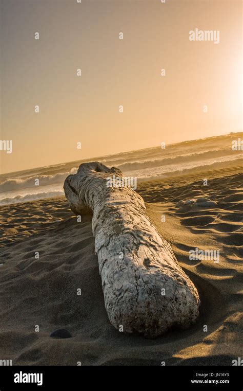 Single Tree Log に対する画像結果