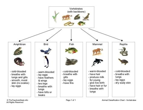 Image result for Vertebrate Classification
