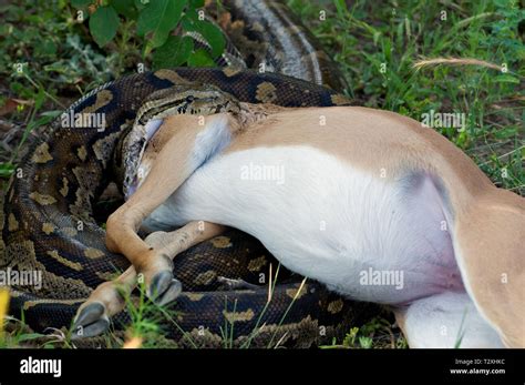 Toradh íomhá ar Burmese Python Eating Deer