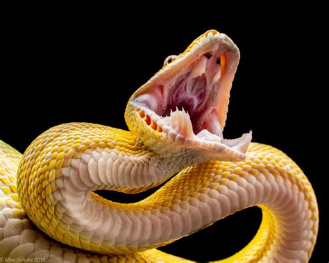 Image result for Snake Front Angle Python