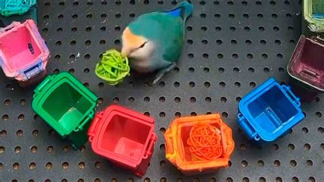 Toradh íomhá ar Completing Shared Task