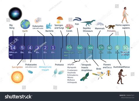 Image result for Evolution Timeline Life