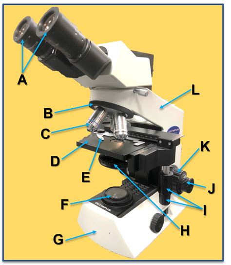Compound Microscope Lab-साठीचा प्रतिमा निकाल