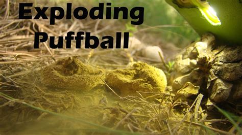 Exploding Puffball に対する画像結果