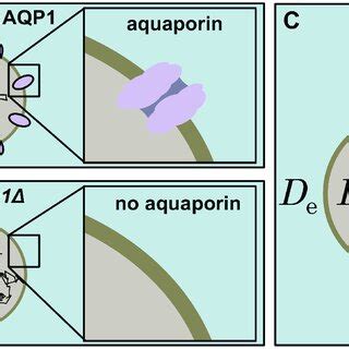 Image result for Intracellular and Extracellular Cell