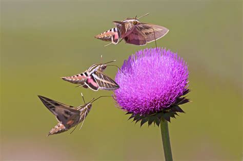Image result for Large Hawk Moth