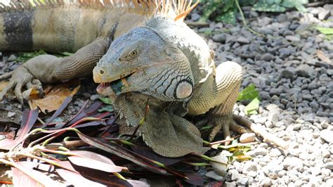 Image result for Do Pythons Eat Iguanas