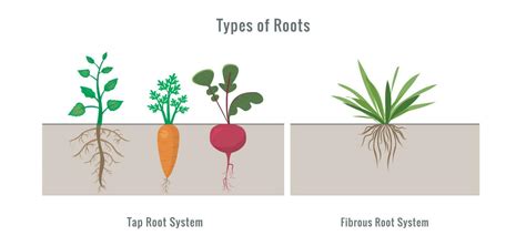 Different types of root systems in plants vector illustration 23452915 ...