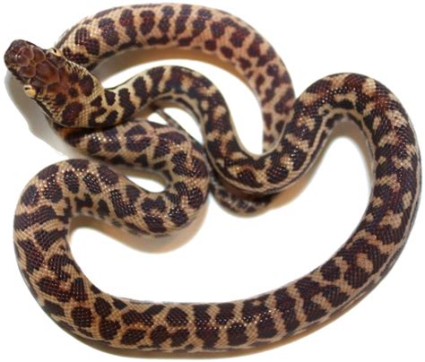 Image result for Stimson Python T+ Morphs