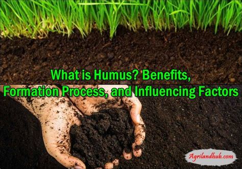 Image result for Formation of Humus in Compost