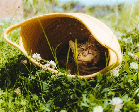 Toradh íomhá ar Maltplotlib Same Window Different Graphs