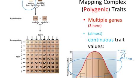 Complex Trait Graph に対する画像結果