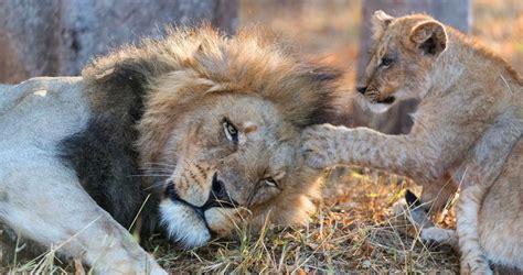 Animal Behavior に対する画像結果