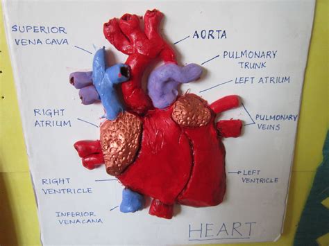 Image result for Human Heart 3D Model Craft for Kids