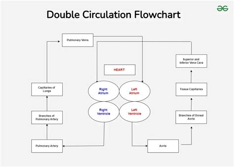 Toradh íomhá ar How to Double Number Flowchart