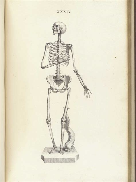 Image result for Female Skeleton for Drawing