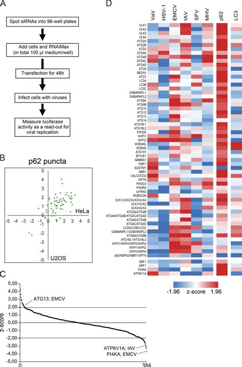 Toradh íomhá ar Proteomics siRNA