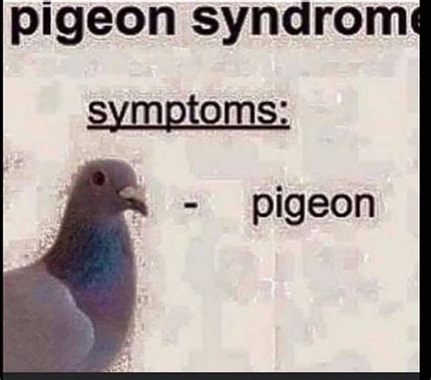 Exploding Pigions Meme に対する画像結果