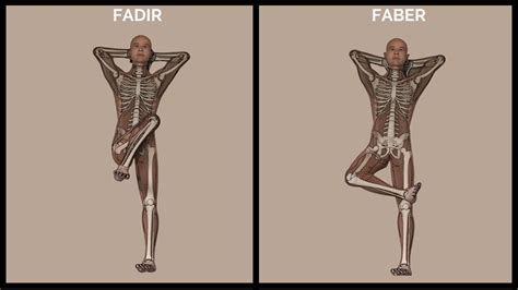 Image result for Fadir Test