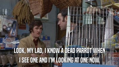 Afbeeldingsresultaten voor Monty Python Dead GIF